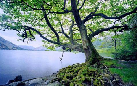 Trees In Lake Wallpapers HD / Desktop and Mobile Backgrounds