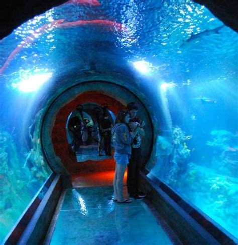 Sea Life Aquarium, Phoenix | Arizona vacation, Arizona adventure ...