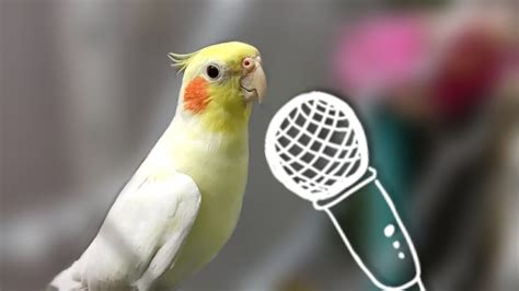 Singing Cockatiel🎤 - YouTube