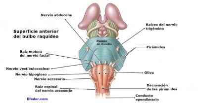 Partes del bulbo raquídeo