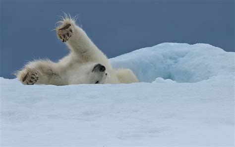 Polar Bears of Svalbard. Svalbard (Spitsbergen) Archipelago, Norway ...