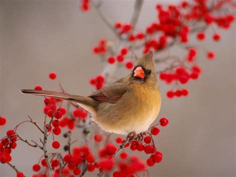 Cardinal Bird Wallpapers - Wallpaper Cave