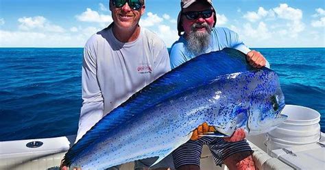 Blue Mahi Mahi Caught Off The Florida Keys : TheDepthsBelow