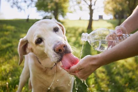 How to keep your dog safe in the heat, according to an emergency vet - The Washington Post