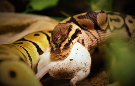 Ball Python Bite - Does It Hurt? What You Need To Know