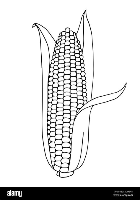 Corn graphic art black white isolated illustration vector Stock Vector ...