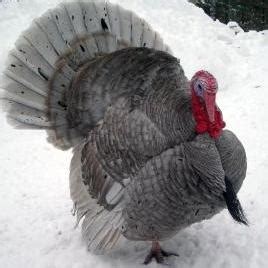 Blue Slate turkeys’ meat is flavorful, firm, and moist. One taste and ...