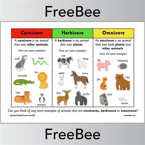 Carnivore, Herbivore, Omnivore KS1 Poster by PlanBee