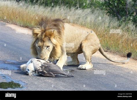 Afrikanischer Löwe und Weißrückengeier / African lion und White-backed vulture/ Panthera leo et ...