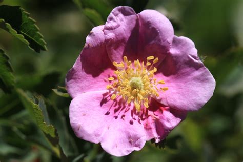 File:Wild rose Rosa woodsii closeup.jpg