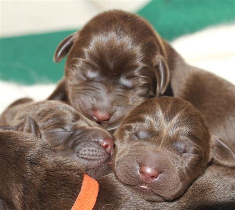 New Born Lab Puppies - Dog Pictures Blog | Lab puppies, Lab dogs, Puppy dog pictures