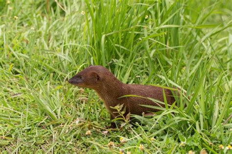 Hawaiian Mongoose: The Story of Failed Pest-Control