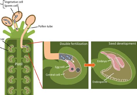 1 Double fertilization of fl owering plants. The pollen grain contains ...