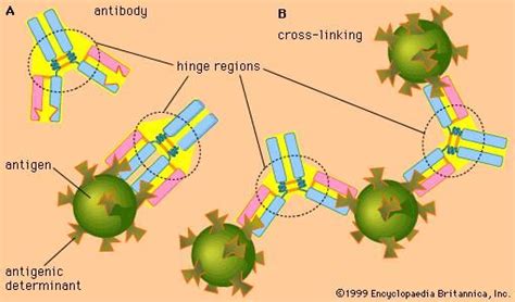 Antigen-binding site | biochemistry | Britannica.com