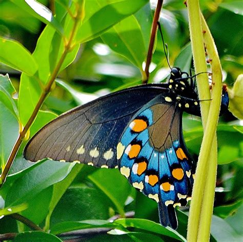 Female Pipevine Swallowtail - Birds and Blooms