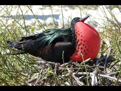 Frigatebird Information for Kids