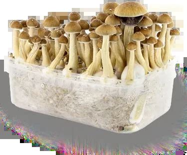 Buy Psilocybe Cubensis Grow Kit Online