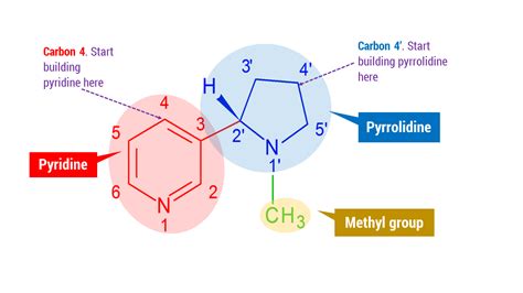 Nicotine Molecular Structure – Duluth Labs