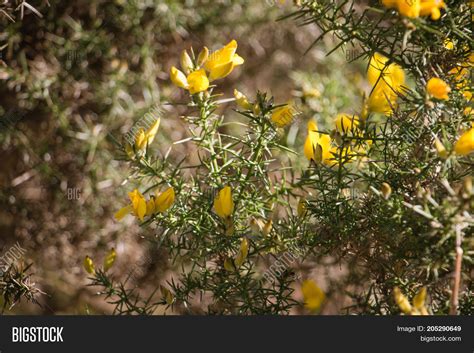 Flowering Common Gorse Image & Photo (Free Trial) | Bigstock