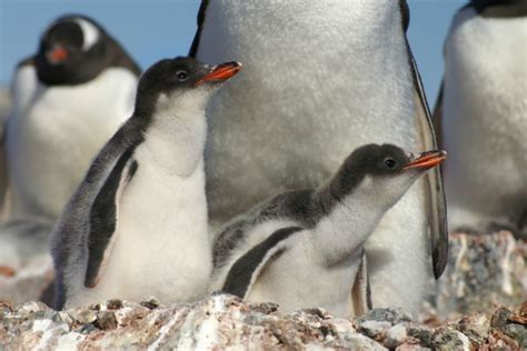 The Best 2019 Cruises for Seeing Nature, Meeting Locals, and Staying Active - Wendy Perrin