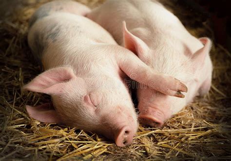 Sleeping Pigs Stock Photo - Image: 51457540