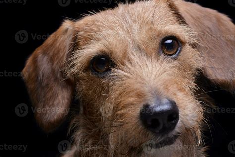 Portrait of an adorable wire haired dachshund mix dog looking curiously at the camera 30020929 ...