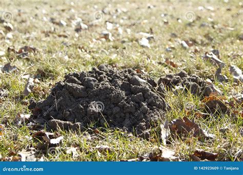 Mole Hills in the Grass among the Fall Foliage Stock Image - Image of animal, farm: 142923609