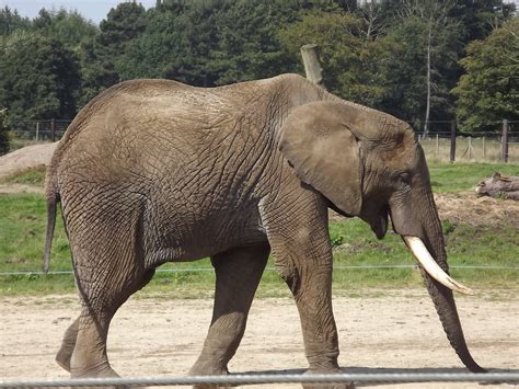 African Elephant at Knowsley Safari Park 08/09/12 - ZooChat