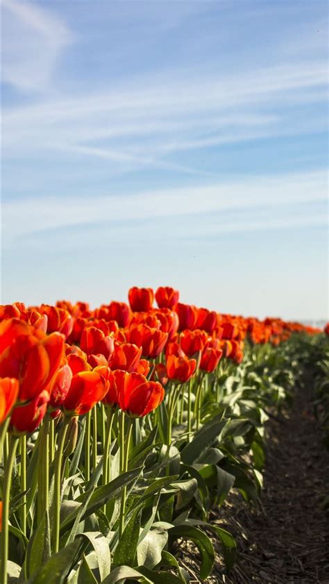 Tulip Fields of Netherlands iPhone Wallpapers Free Download