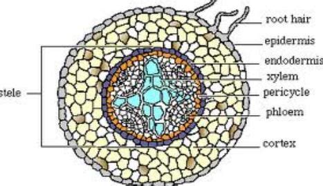 Identifying characteristics of the internal structure of Dicot Root - QS Study