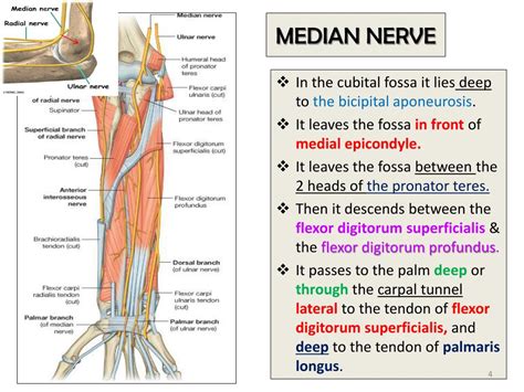 PPT - MEDIAN & ULNAR NERVES PowerPoint Presentation, free download - ID:1798439