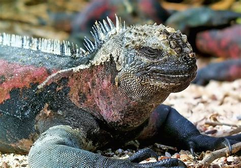 What do Marine Iguanas Eat? - Earthpedia - Earth.com