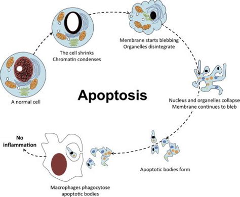 Apoptosis (Programmed cell death) Cell Biology