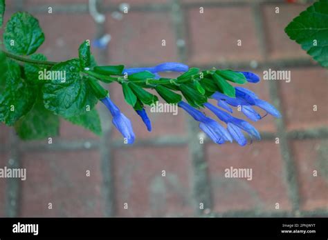 Blue flowers of a salvia Stock Photo - Alamy