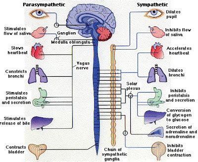 Nervous System Functions And Structures