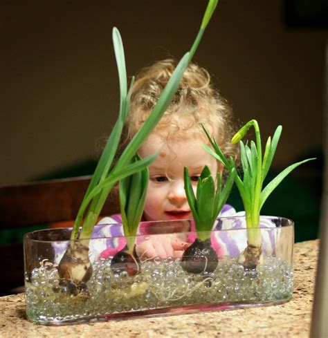 "Learning about Spring Bulbs" blog post. I love the fact the author uses clear vases - enables ...