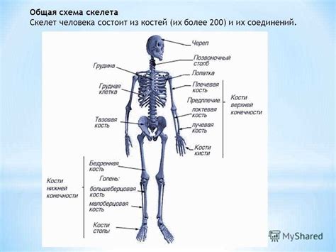 The Ultimate Guide to Lab Value Skeleton Diagrams: Everything You Need ...