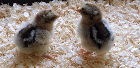 What do baby chickens look like with 50+ breed examples - Cluckin