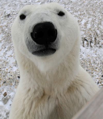 Polar Bear Skin is Black - Churchill Polar Bears