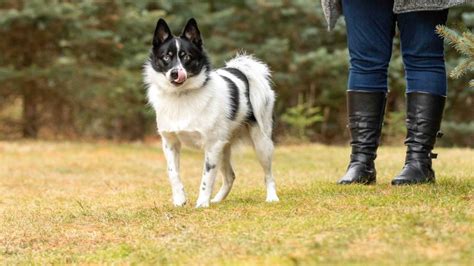 Pomsky Dog Breed Health and Care | PetMD