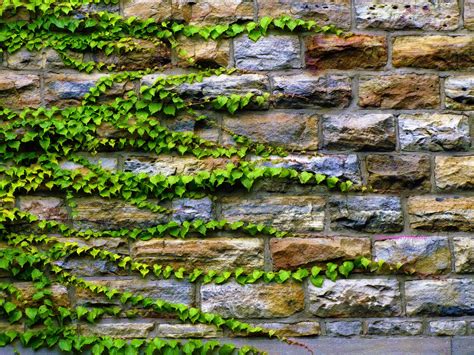 Ivy and Stone Wallpaper - WallpaperSafari