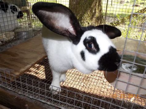 Checkered Giant Rabbit: Breed Info, Pictures, Behavior, Facts, and More