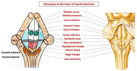 Sulcus Limitans Brainstem