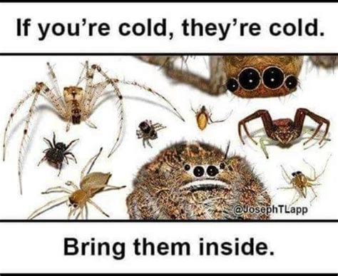 28 Creepy And Funny Spider Memes - Barnorama