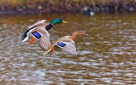 Ducks Wild Birds Lake Nature wallpaper | 1680x1050 | #12845