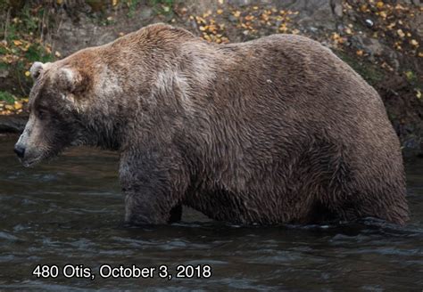 Fat Bear Week: Beadnose is Katmai National Park’s fattest bear - Vox