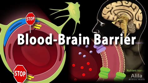 Blood Brain Barrier Animation