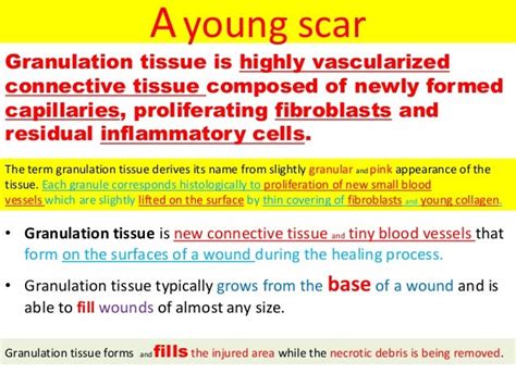 Granulation tissue formation