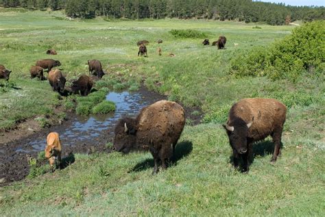 Plains Bison | Species | WWF | Species, Majestic animals, Wwf