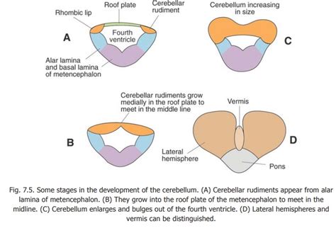 Development of the Cerebellum